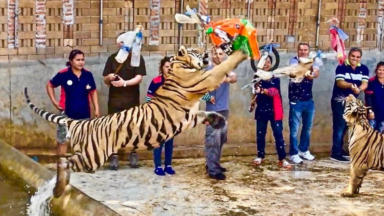 Playing with Tigers in Thailand ~ The Tiger Temple ~ 4K HD