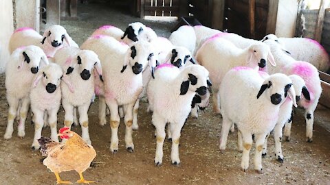 [PETS FOR KIDS] Try Not To Laugh Animals Cute & Funny Goat Fail Compilation April 2022