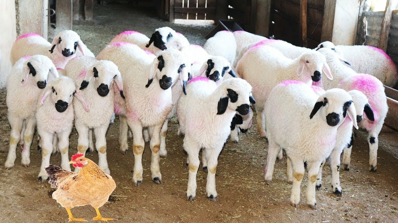 [PETS FOR KIDS] Try Not To Laugh Animals Cute & Funny Goat Fail Compilation April 2022