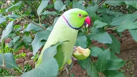 #Parrot Eat Guvava 🦜 🦜