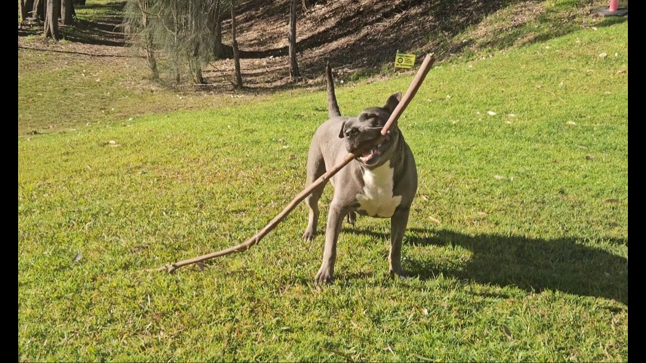 American Staffy