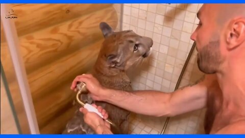 Puma The Cat Gets A Bath - Dangerous or Crazy or They Know Their Cat? Very Risky In My Book