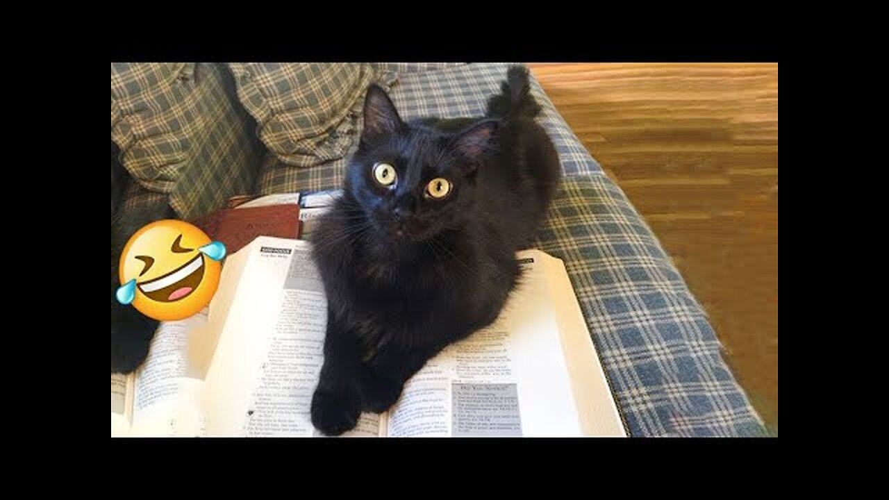 Funny cat videos 2024 | Funny animal videos | cats fail moments 2024 | try not to laugh