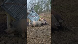 Bacon Incubator Inspection @UncleTimsFarm #kärnəvór