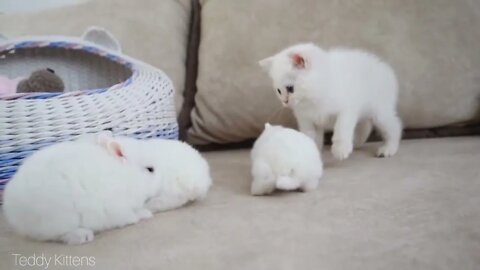 White kitten and white tiny bunnies