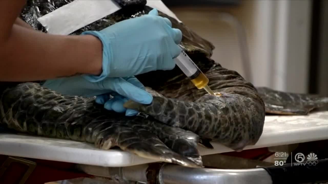 Locally sourced honey helping sea turtles heal in Palm Beach County