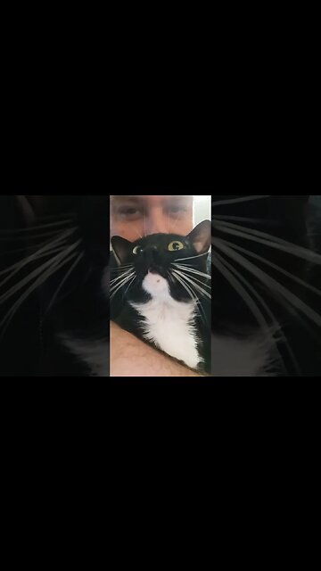 hugging kitty #shortsfeed #kitty #cat #shortsvideo #youtubeshorts #kittycat #catshorts