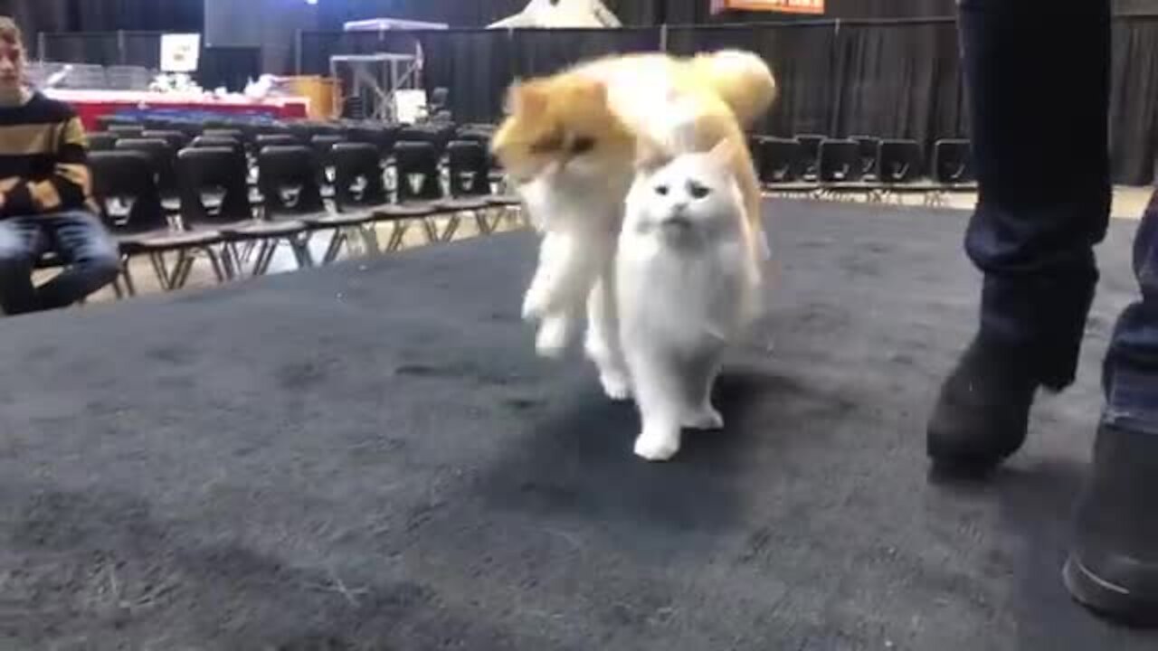 These Cats Have Been Trained To Repeatedly Jump Over Each Other