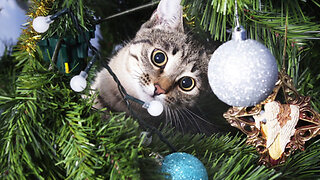 How to Keep Your Cat Away From the Christmas Tree