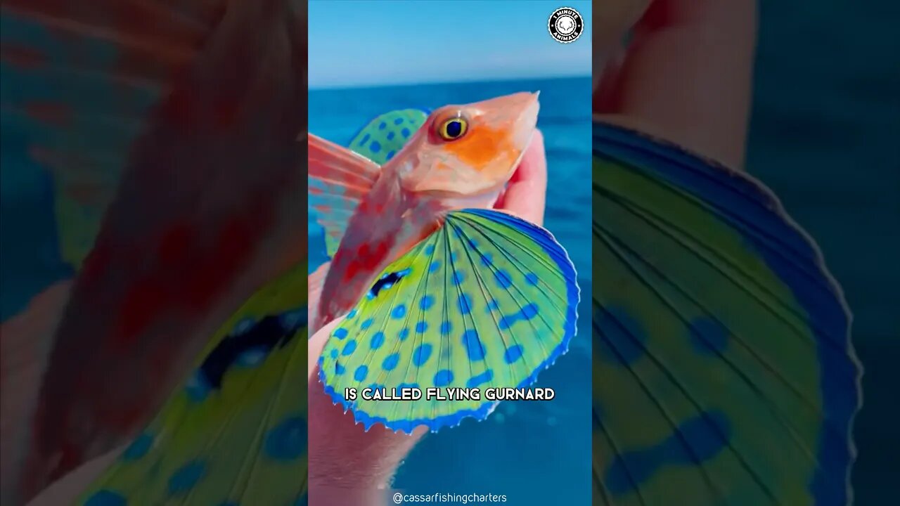 Flying Gurnard 🐠 A Fish with Wings?