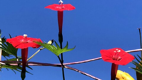 Beautiful Garden Photos - Set 1 (OBOE Music)