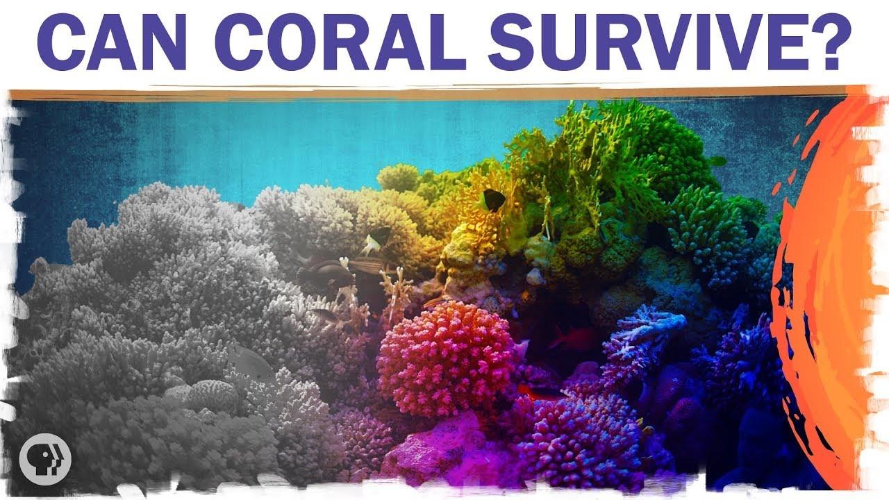 Coral Reefs Are Dying. But They Don’t Have To.