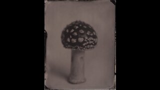 Amanita Muscaria Mushroom Tintype Photo