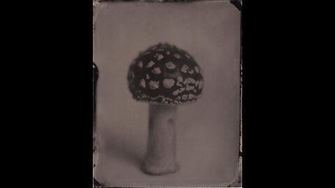 Amanita Muscaria Mushroom Tintype Photo