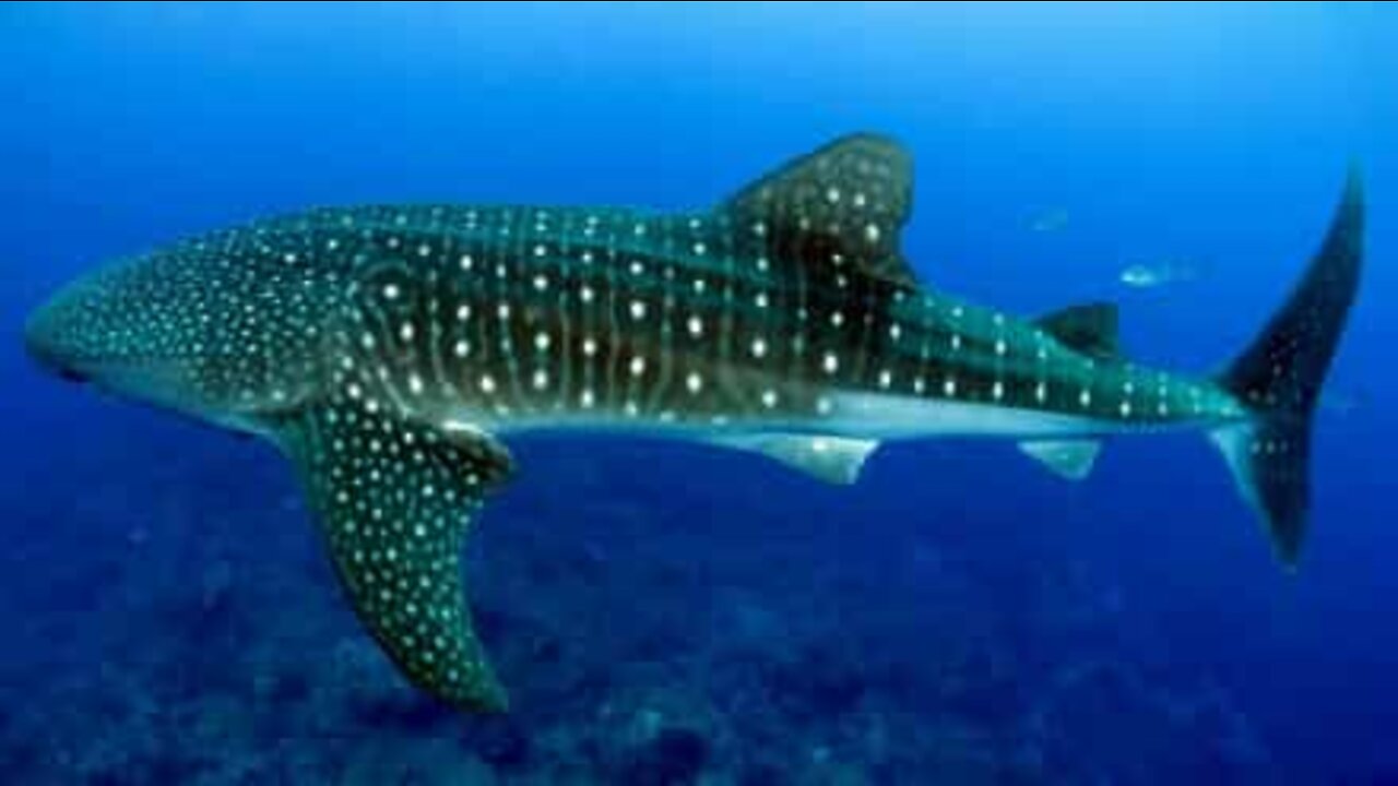 Rare whale shark spotted in Mexico