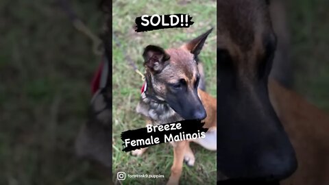 Malinois puppies will be coming soon, but only a couple left.