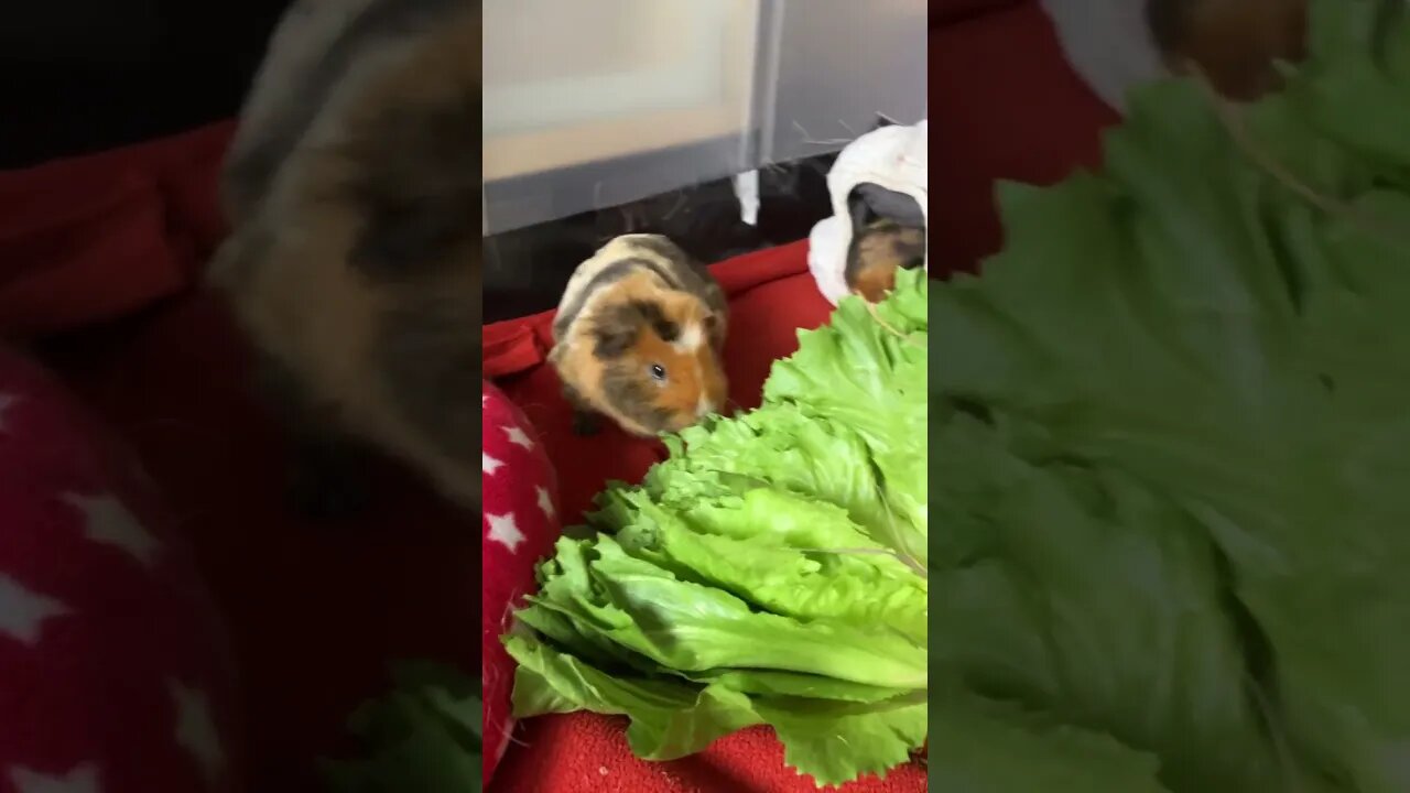 Guinea pigs got a new haircut due to fungal infection