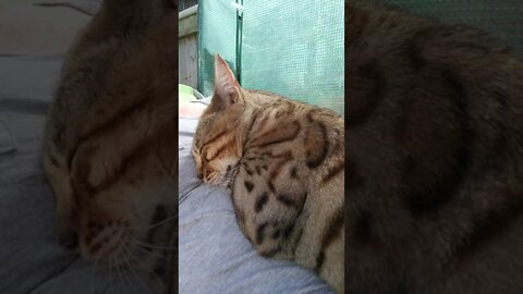 Bengal cat snuggles with Mom in the garden