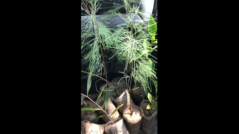 save tree save life