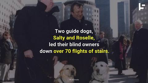 The Hero Dogs of 9/11