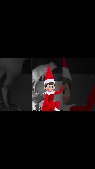 Elves On The Shelf Visit #Shorts 😬