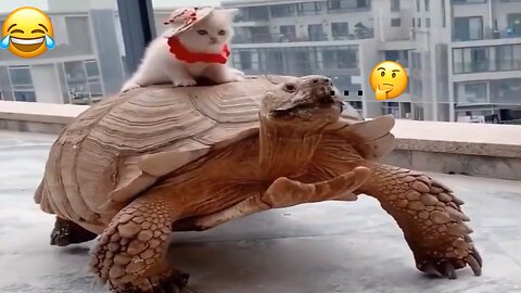 😂Funny Cats & Dogs😹 Trolling