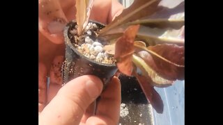 Transplanting Lettuce into Net Pots for Hydroponics System