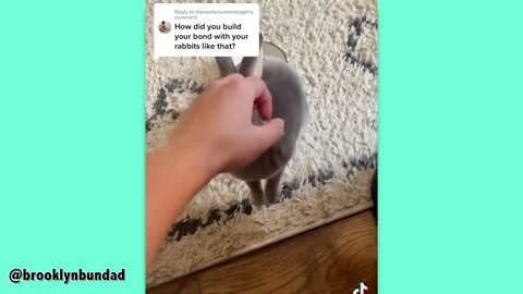 How Rabbits Choose Their Favorite Person