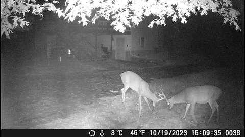 Two deer fighting on game camera