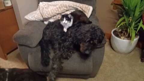 Cute, fluffy dog and adorable cat need a bigger chair