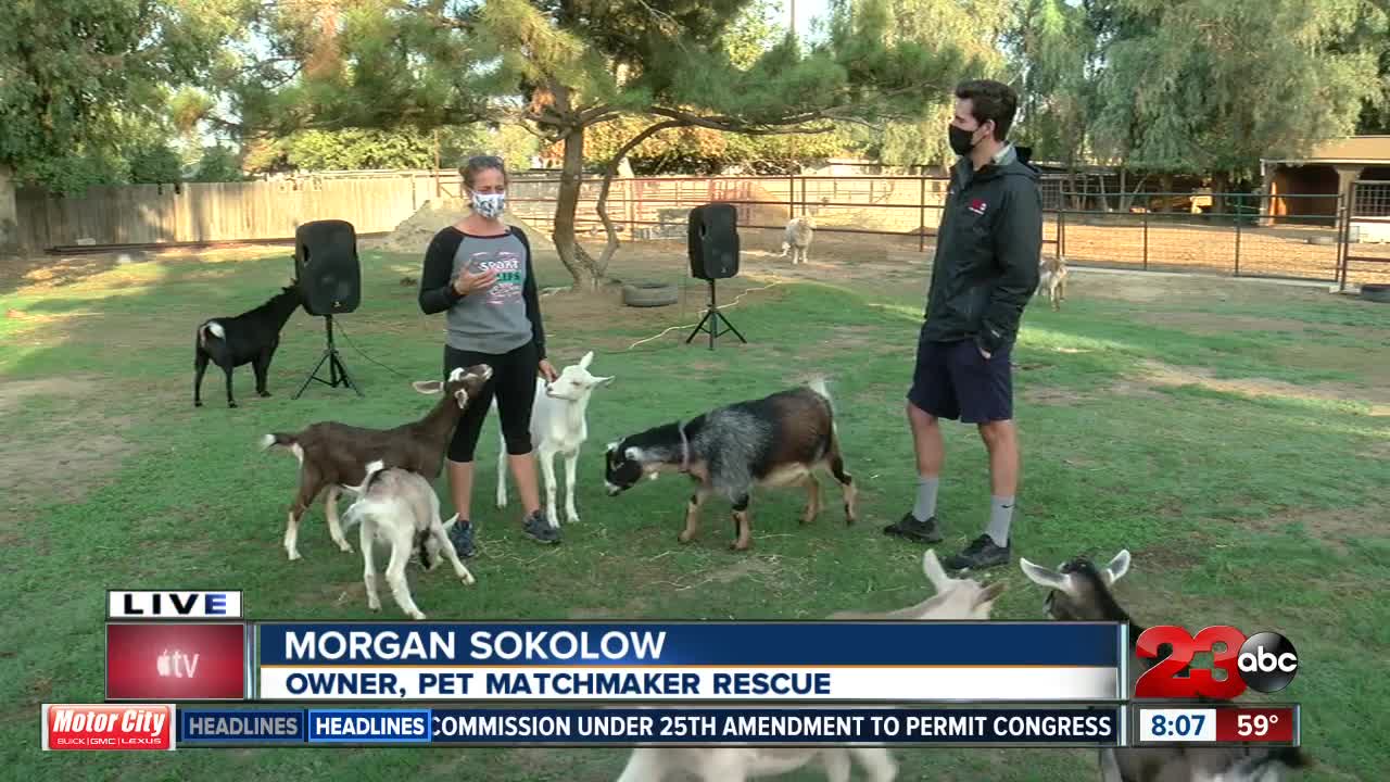 Check This Out: Goat Yoga