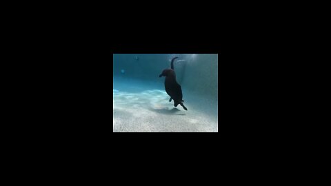 Do swims underwater