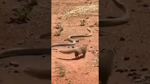 Yellow Mangoose VS Snake 🐍 | #Shorts #Animals #Mongoose