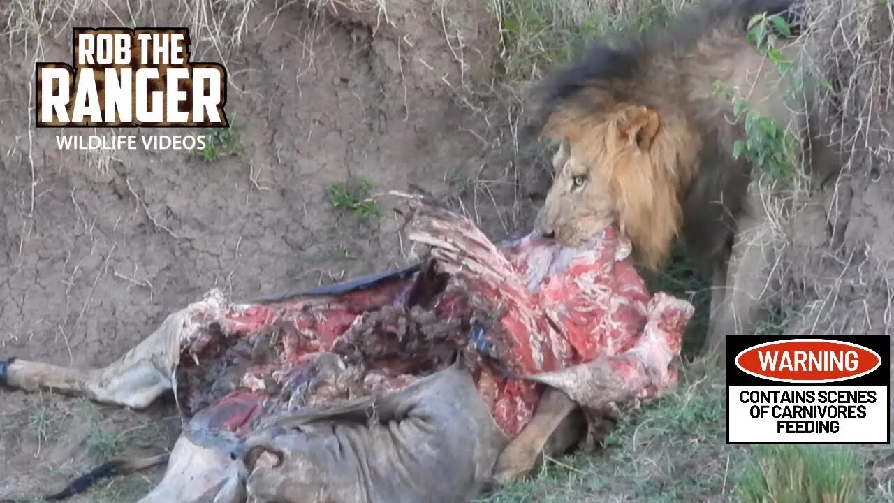 Lions With An Eland Meal | Lalashe Maasai Mara Safari