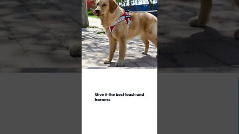 Chest Strap Nylon Waterproof Adjustable customize it with you dog name & you phone
