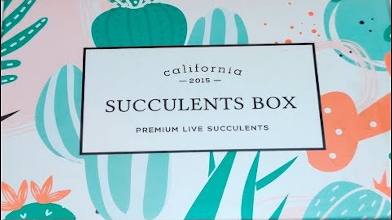 Succulents Box Plants