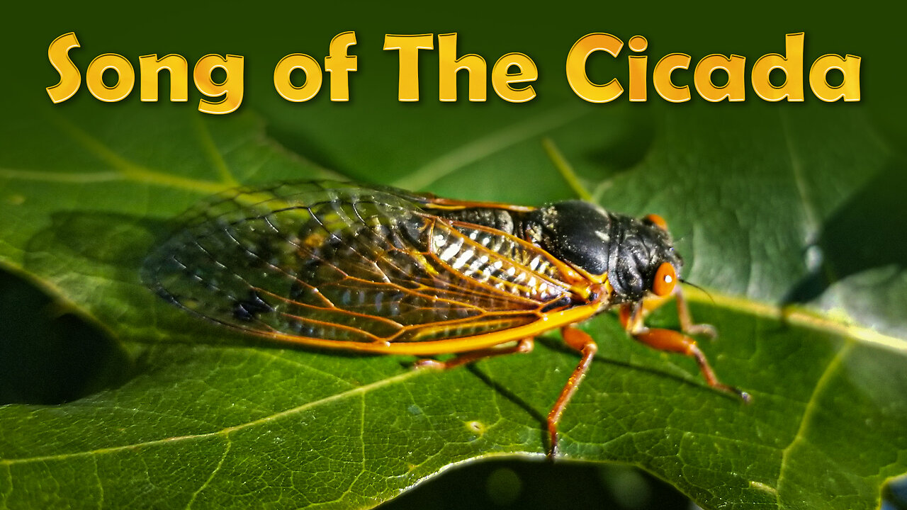 Song of the Cicada