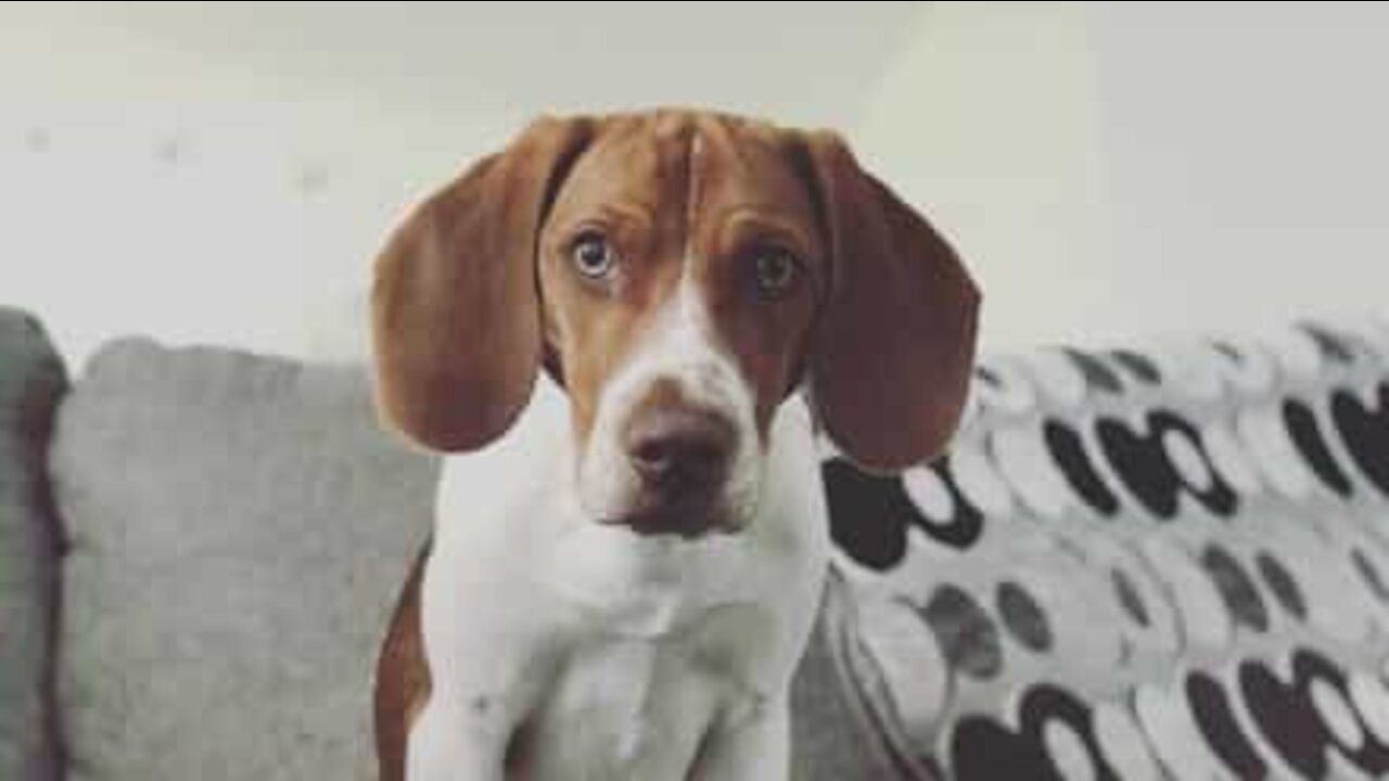 Puppy in doghouse after being caught trying to eat owner's sneakers