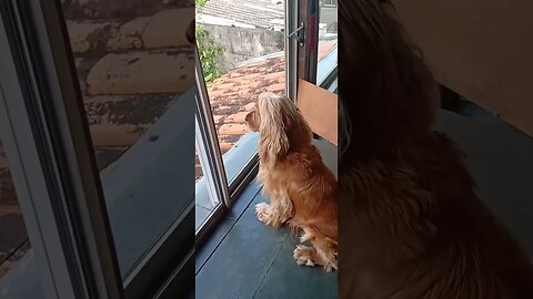 #dogshow , #animals , #dogs , #shorts