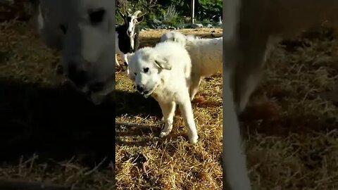 #greatpyreneese #workingdogs #guarddog #puppies #homesteading #homesteadlife #dogs #farm #farmlife