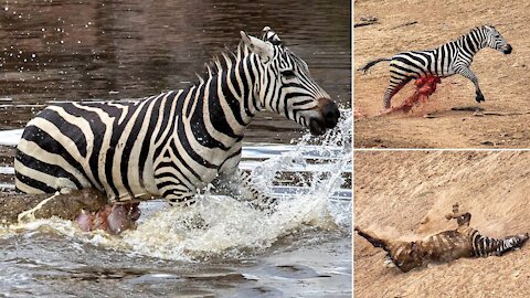 TOP 5 CROCODILE DEFEAT OTHER ANIMALS IN THE RIVER