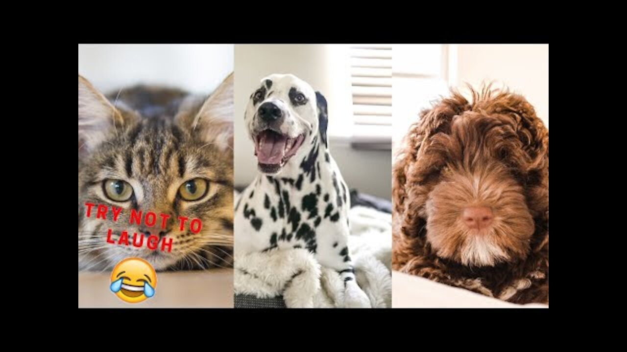 funny dogs videos - 🤣 funniest 🐶 dogs and 😻 cats - awesome funny pet animals videos 😇|| New