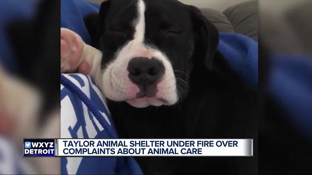 Taylor animal shelter was under fire at council meeting for dog care