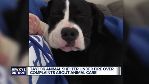 Taylor animal shelter was under fire at council meeting for dog care