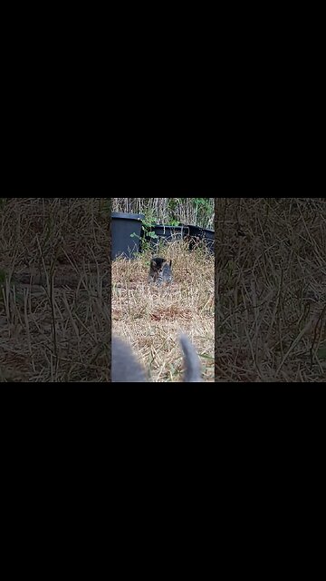 In Out Over Around Kittens