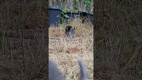 In Out Over Around Kittens