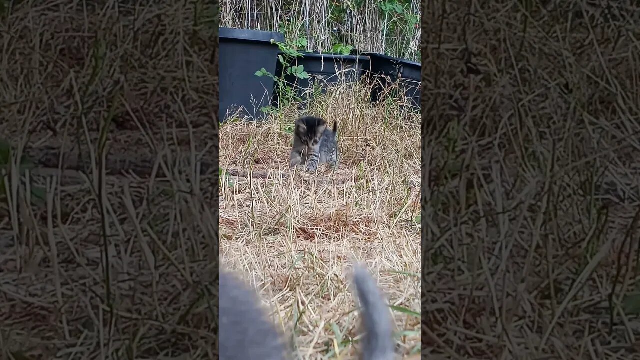 In Out Over Around Kittens