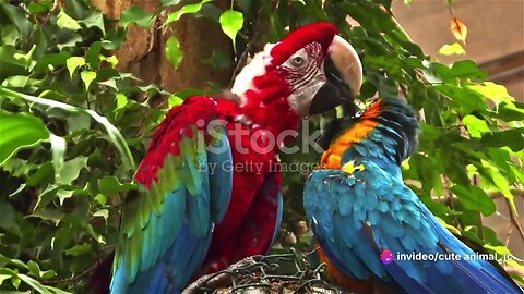 Jungle Birds: Colorful Feathers and Intriguing Behaviors