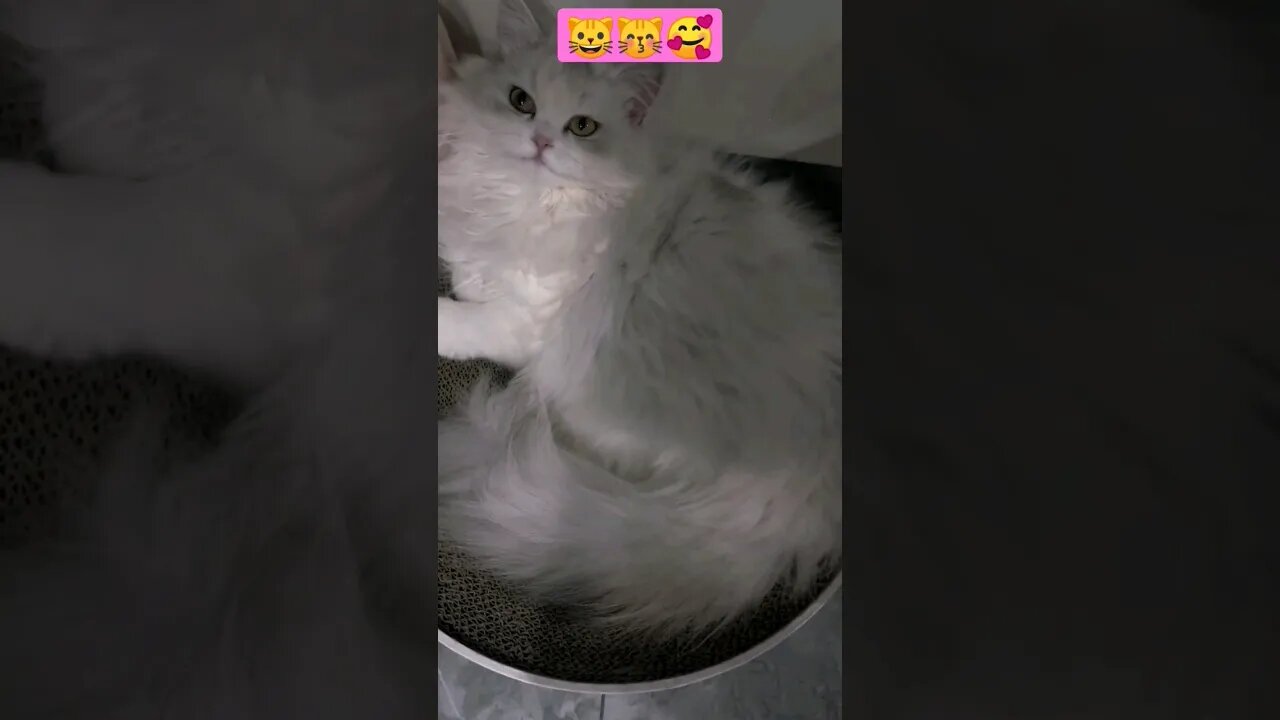 So Cutest Cat in home! 😽🥰- #shortsfeed #cat #youtubepets