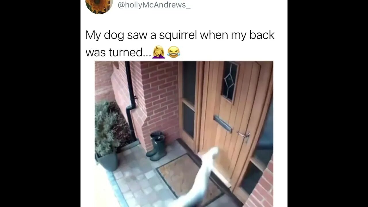 WHY SO OBSESSED WITH SQUIRRELS? 🤦‍♀️👀